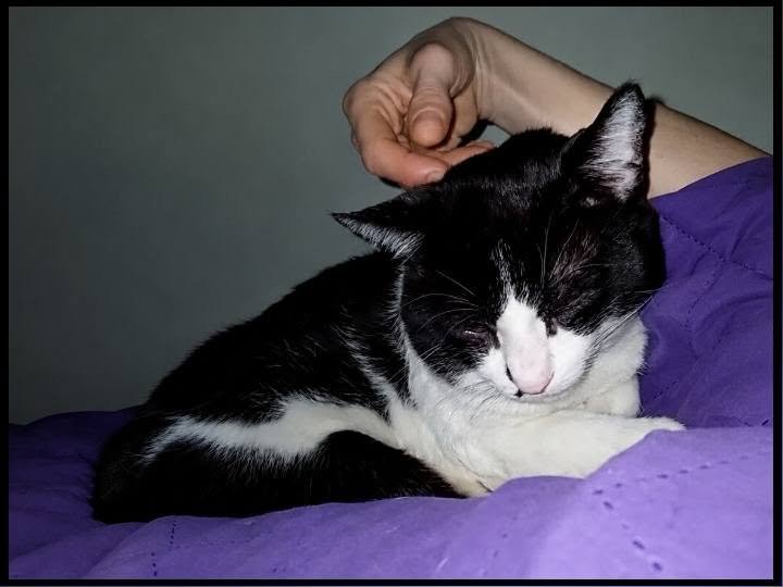 TheLegendMari's tweet photo. Ówwwn, meu bebê manhosiiinho, chameguiiinho comigo na cama, quentiiinho no meu colo; carinho delicioooso, preguiciiinha gostooosa... meu mundo de companheiriiismo, aconchego, serenidade, reciprocidade; amor único da minha vida! *ooo* ^^~ ♡ https://t.co/L3BWWgX76H