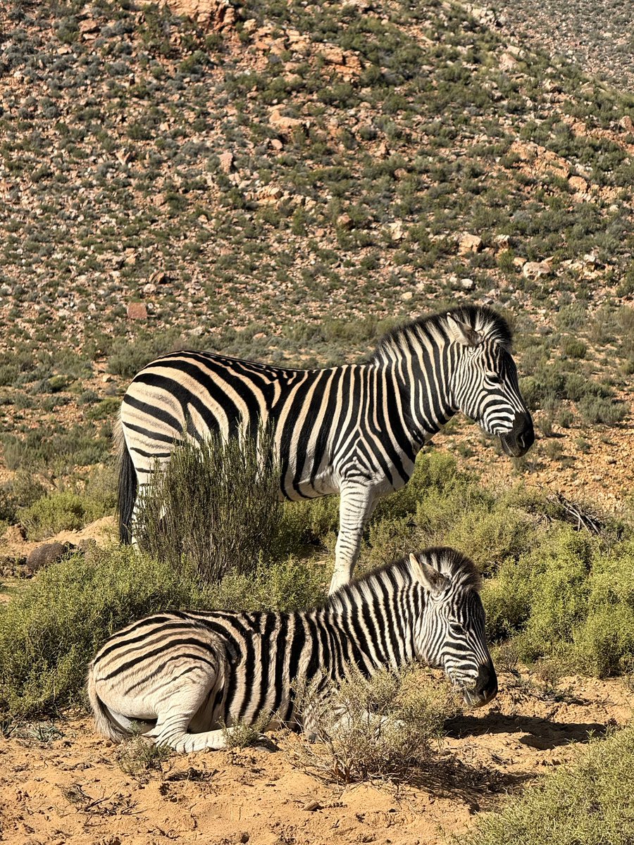 eudgel's tweet photo. safari📍🇿🇦 https://t.co/aHKC6Jwp8K
