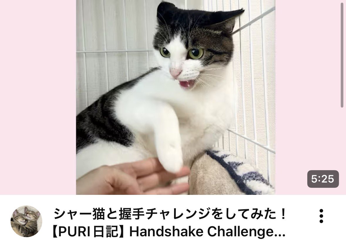 ねこたま庵 (@nekotamaan) / Posts / X