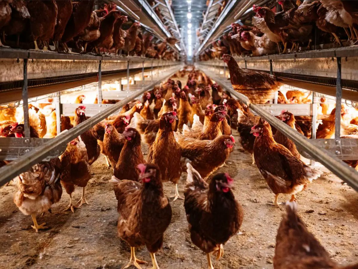 ColDonesLlevant's tweet photo. 1. El @ColDonesLlevant hem presentat al·legacions per demanar que no s’autoritzi la granja de gallines ubicada a la finca de Son Brau. La consciencia ecofeminista ens obliga a manifestar-nos davant aquest projecte perquè: 🧵👇🏽 https://t.co/NHncwd9kDy