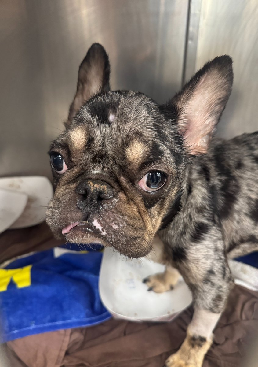 Pennsylvania SPCA tweet media