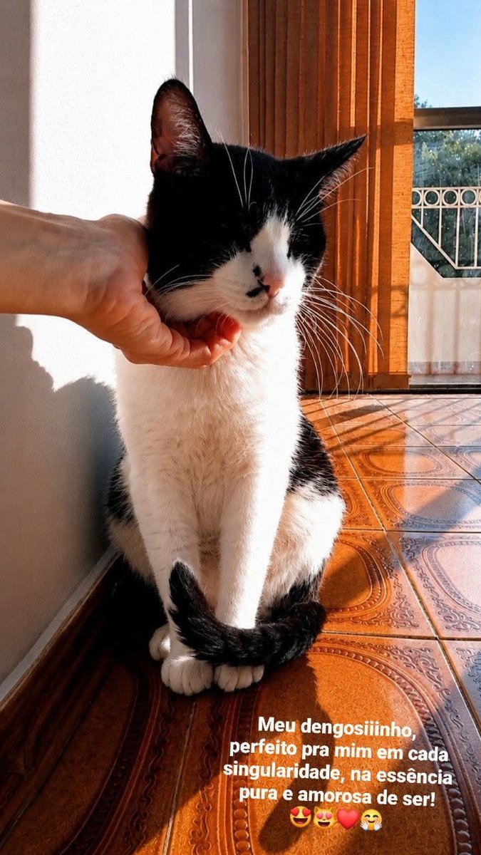 TheLegendMari's tweet photo. E, as singularidades do meu bebê dengosiiinho, que me encantam; a "bochechiiinha" gostooosa, os olhiiinhos afetuooosos, o "sorrisiiinho" terno, as sobrancelhiiinhas e bigodiiinhos compridos, a pelagem frajoliiinha única... perfeito pra mim, na essência pura e amorosa de ser! ♡ https://t.co/3xUhJSb23f