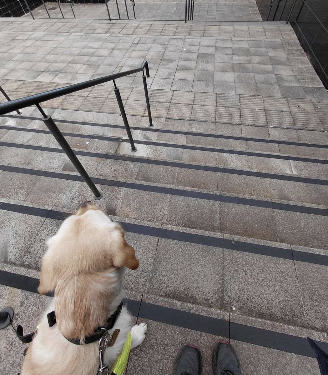Fraser_wood's tweet photo. Via @guidedogs 
Henry is learning how to guide down steps! Well done Henry.
[Photo shows yellow Labrador cross golden retriever, Henry, standing at the top of the stairs next to Trainer]
#Pupdate #SponsorDog #GuideDogs https://t.co/H7y8AMIbWM