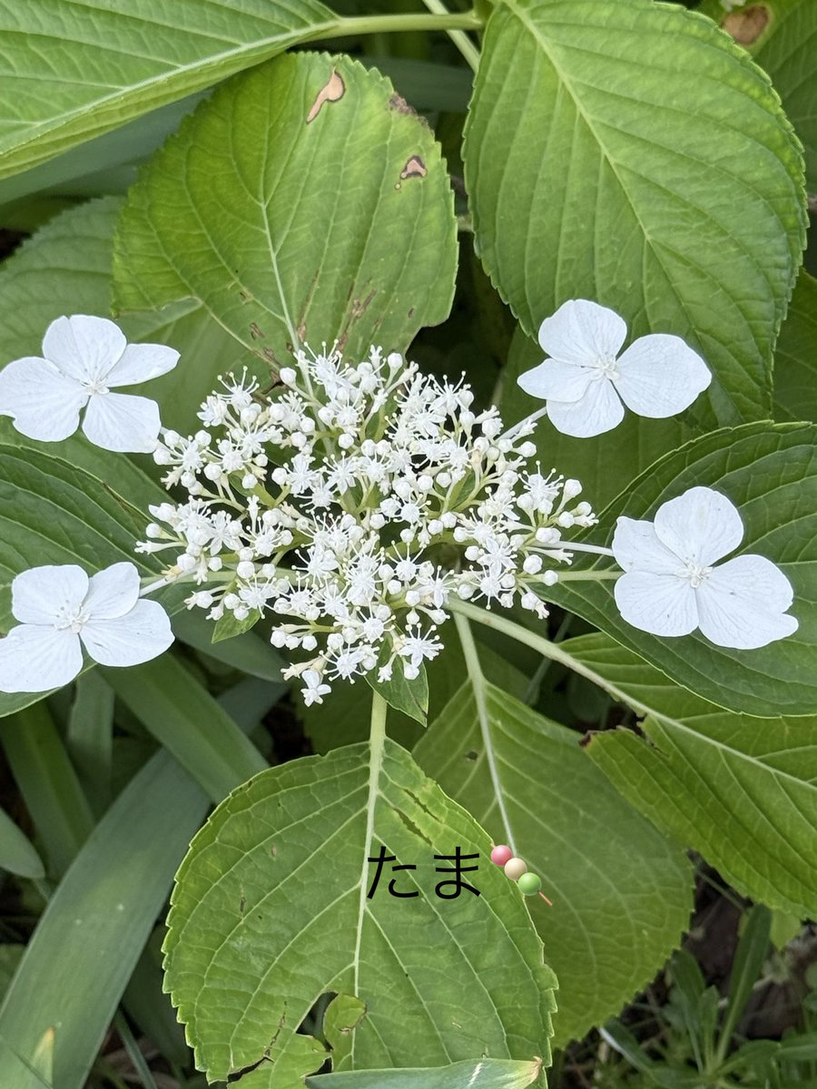 janno_bruke_u8's tweet photo. 夜ようございます|´-`)ﾁﾗｯ

ちょっと体調悪くて寝てました💧💧💧💧💧

明日もよろしくお願いします https://t.co/8Hv8Bf4Ful