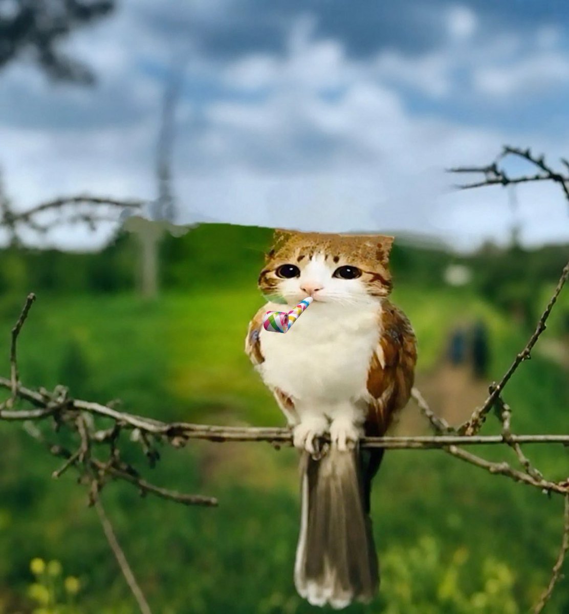 dailymeowl's tweet photo. NATIONAL KITTY DAY https://t.co/jVOi1gMniw