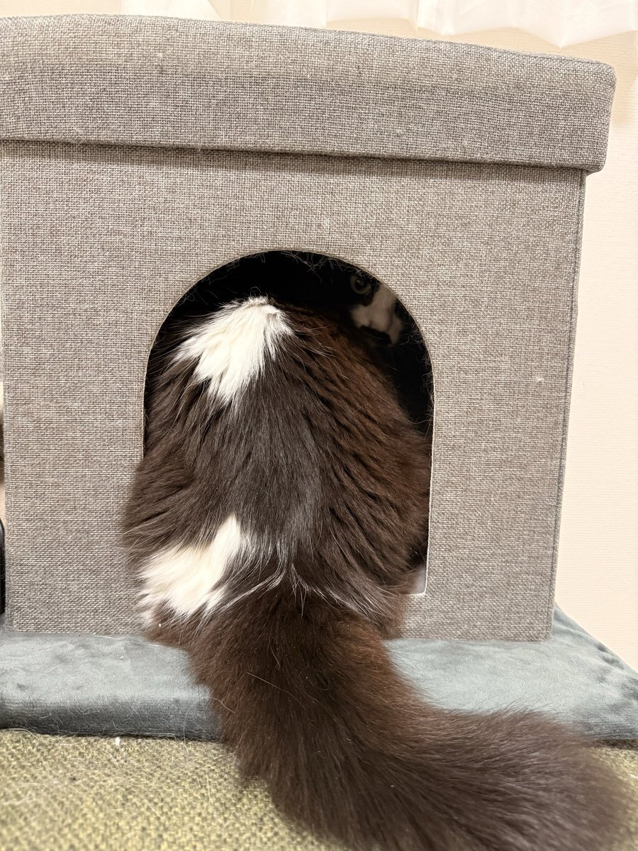 higenoyu's tweet photo. ひげさん、おしりでてるよ https://t.co/2rybwe9Tsi