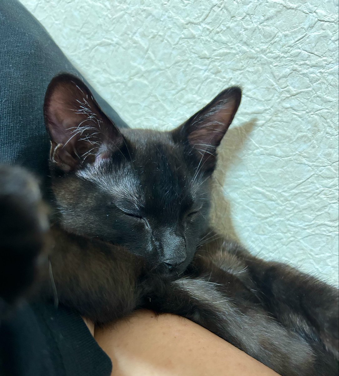 single_neko's tweet photo. 激メロ男みたいな面構えするじゃん。でも腕枕で寝ないで… https://t.co/VSgqrKzFVF