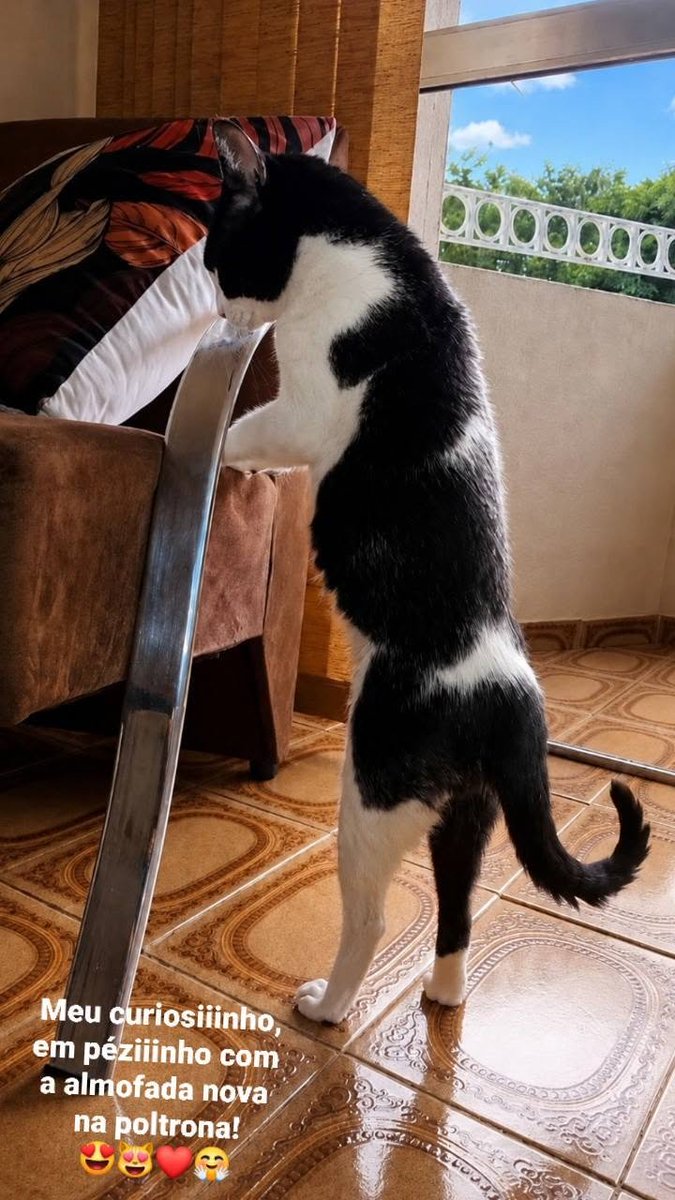 TheLegendMari's tweet photo. E, meu bebê graciosiiinho, em péziiinho curiosiiinho com a almofada nova na poltrona, na sala comigo; olhaaando, dengosiiinho com o carinho gostoooso... meu único companheiriiinho e amor incondicional da minha vida, que torna especial, cada momento dividido no nosso dia! ♡ https://t.co/VTu7VvXRRr