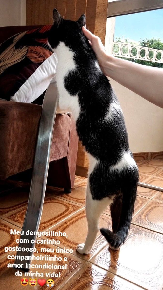 TheLegendMari's tweet photo. E, meu bebê graciosiiinho, em péziiinho curiosiiinho com a almofada nova na poltrona, na sala comigo; olhaaando, dengosiiinho com o carinho gostoooso... meu único companheiriiinho e amor incondicional da minha vida, que torna especial, cada momento dividido no nosso dia! ♡ https://t.co/VTu7VvXRRr