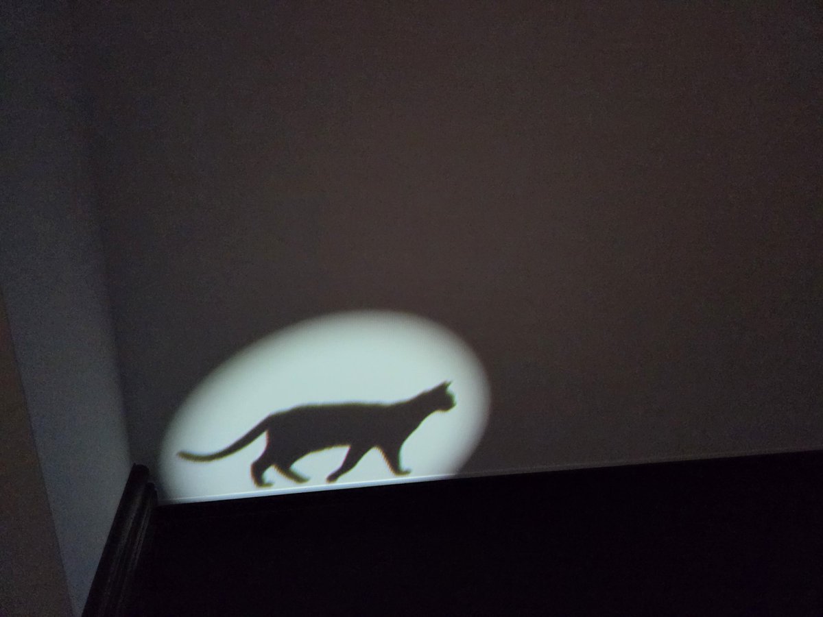 館内の至る所に🐈‍⬛🐾