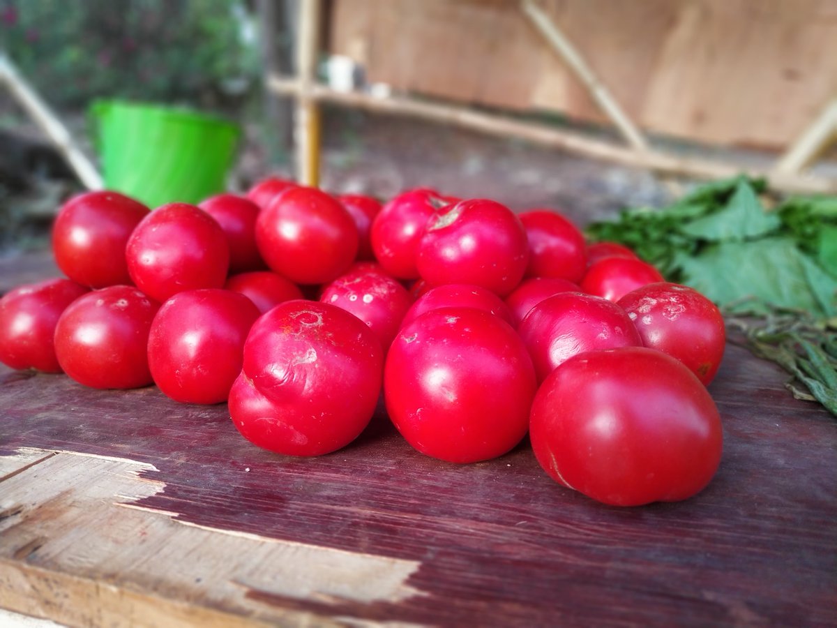 SamNavaya's tweet photo. Fresh tomatoes 📸 https://t.co/tUIdfwTCb5