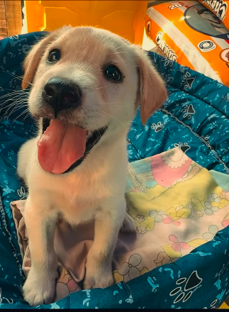 ELTIEMPO's tweet photo. 🇻🇪#TiempoDeAyudarAVenezuela | La Brigada Veterinaria de Rescate La Guaira, Brivet, ha rescatado 550 perritos y gatos afectados por los terremotos en Venezuela.

🐈🐶El reto ahora es encontrarles hogar a los animalitos y reunirlos con sus familias.

📸: brivet.vzla en Instagram

Le dejamos más detalles de esta noticia en https://t.co/3U6eUF0IbQ.
