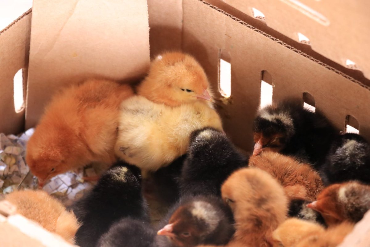 HonMoses_Kuria's tweet photo. 3000 day old chicks are currently being distributed across all the five wards of Ol Kalou Constituency to help families earn an income, improve food security and grow their livelihoods.

The people of Ol Kalou, Nyandarua, Mt. Kenya and the rest of Kenya need practical programmes that will improve their lives and create more opportunities.

For many years, some communities were left behind and denied the development they deserved. We are changing that through REAL action.

Those questioning the timing should first explain what they did when they had the time, the resources, and the power to make a difference. Our focus is on delivering the DEVELOPMENT that people have waited for for far too long.