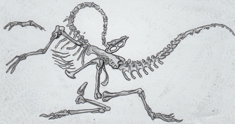 Hunter200054's tweet photo. Ever think about how the dino death pose would be a good sleeping position? https://t.co/WDHy1ji8eb