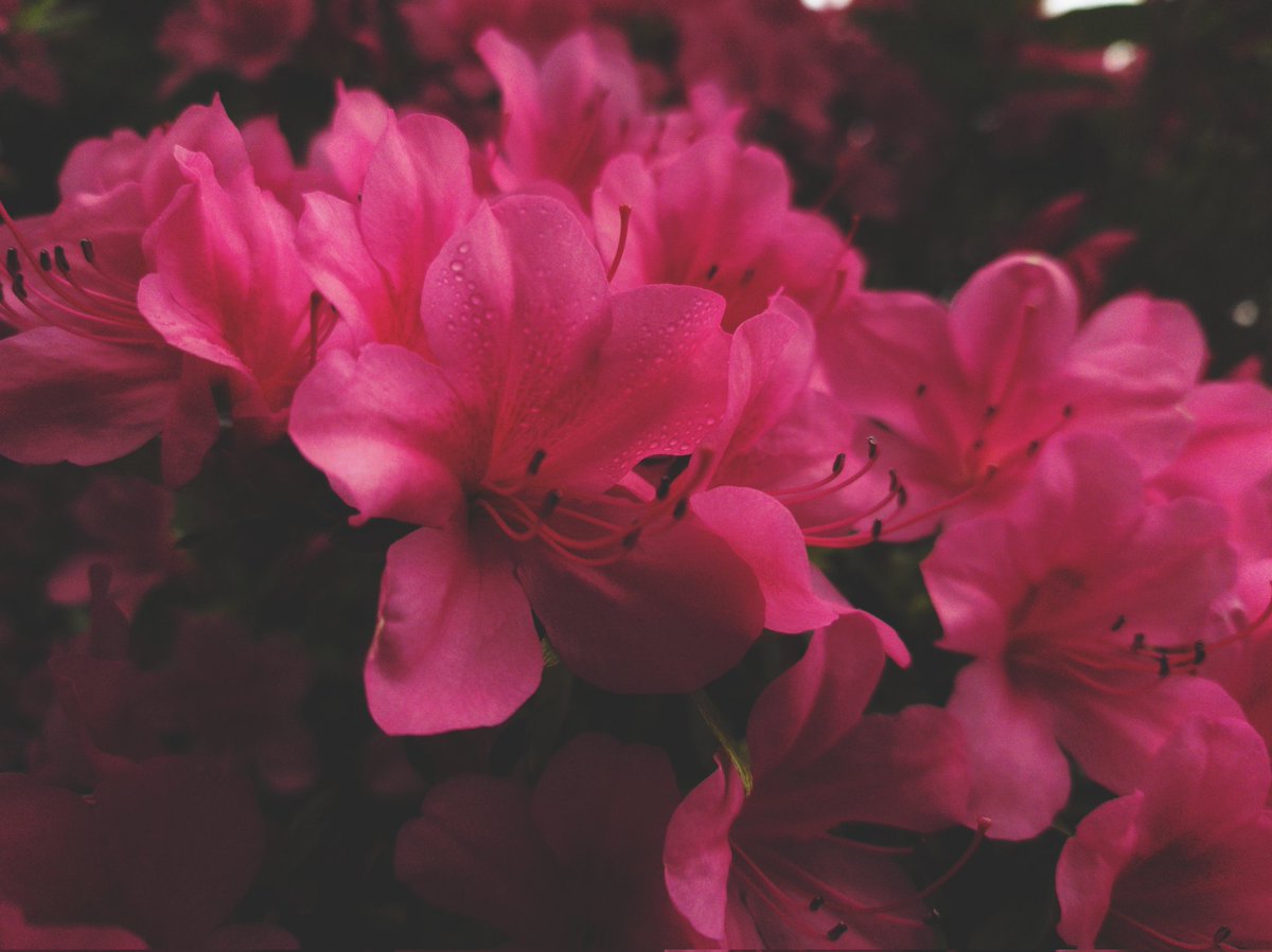 H_D_Hank's tweet photo. #Xperia #スマホ撮影 #TLを花でいっぱいにしよう #つつじ #photography https://t.co/4p2ZYPxEp8