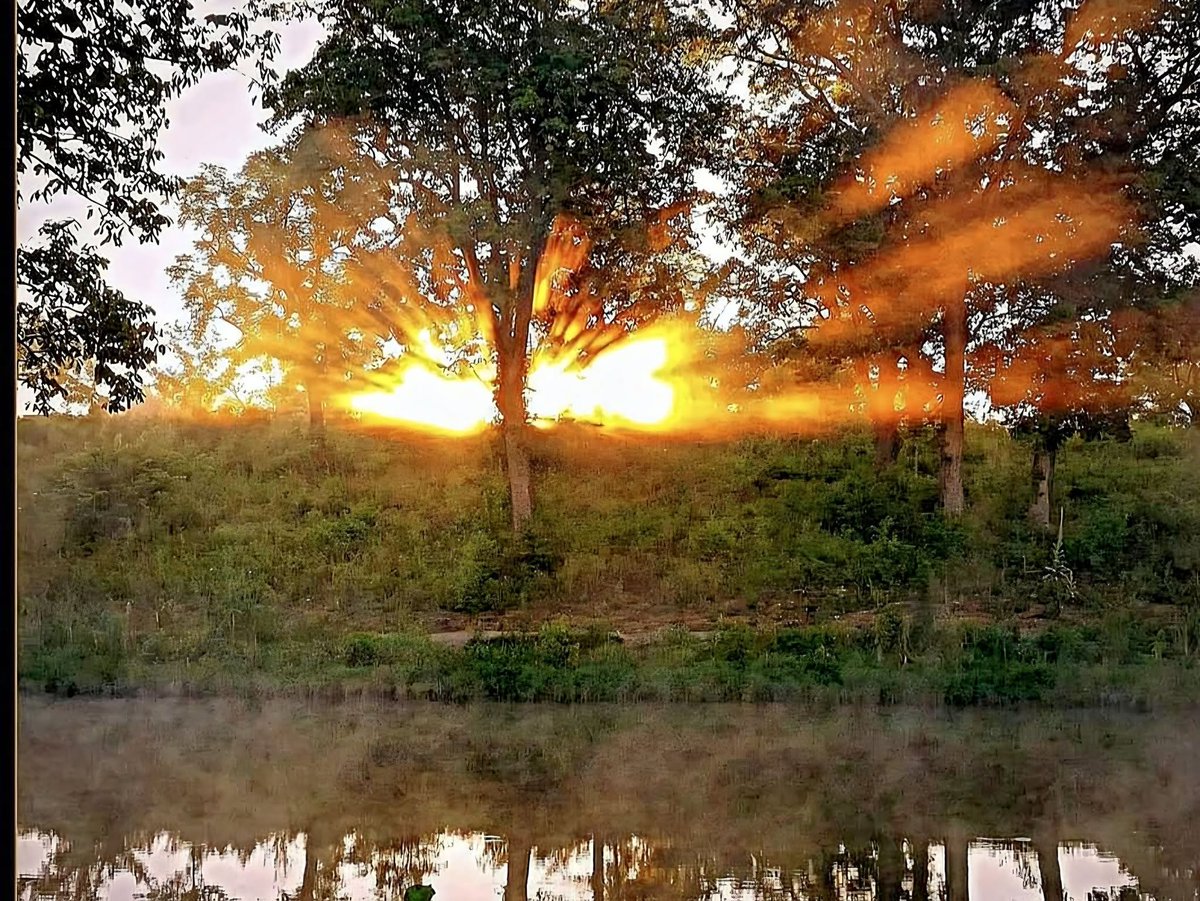 TheParklands's tweet photo. Lakes aren’t the only feature to catch your eye in the William F. Miles Lakes Region of Beckley Creek Park. In this photo by Tony Schultz, a tree takes center stage, with lighting effects courtesy of the sun. #PhotoFriday https://t.co/csWOgaSYZB
