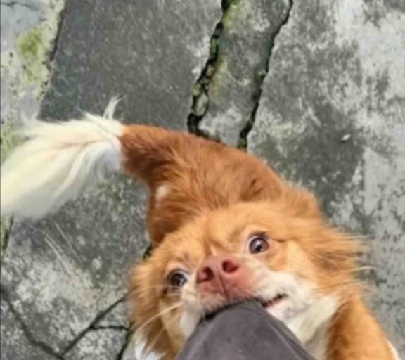 frankkasoz16672's tweet photo. It is with a heavy heart that we demand justice for this mother, an whose life was senselessly and brutally taken aways from us.Animals rely entirely on humans for their protection, and no living creature deserves to suffer at the hands of cruelty.#savechinadogs. https://t.co/MrWhqtb3oi