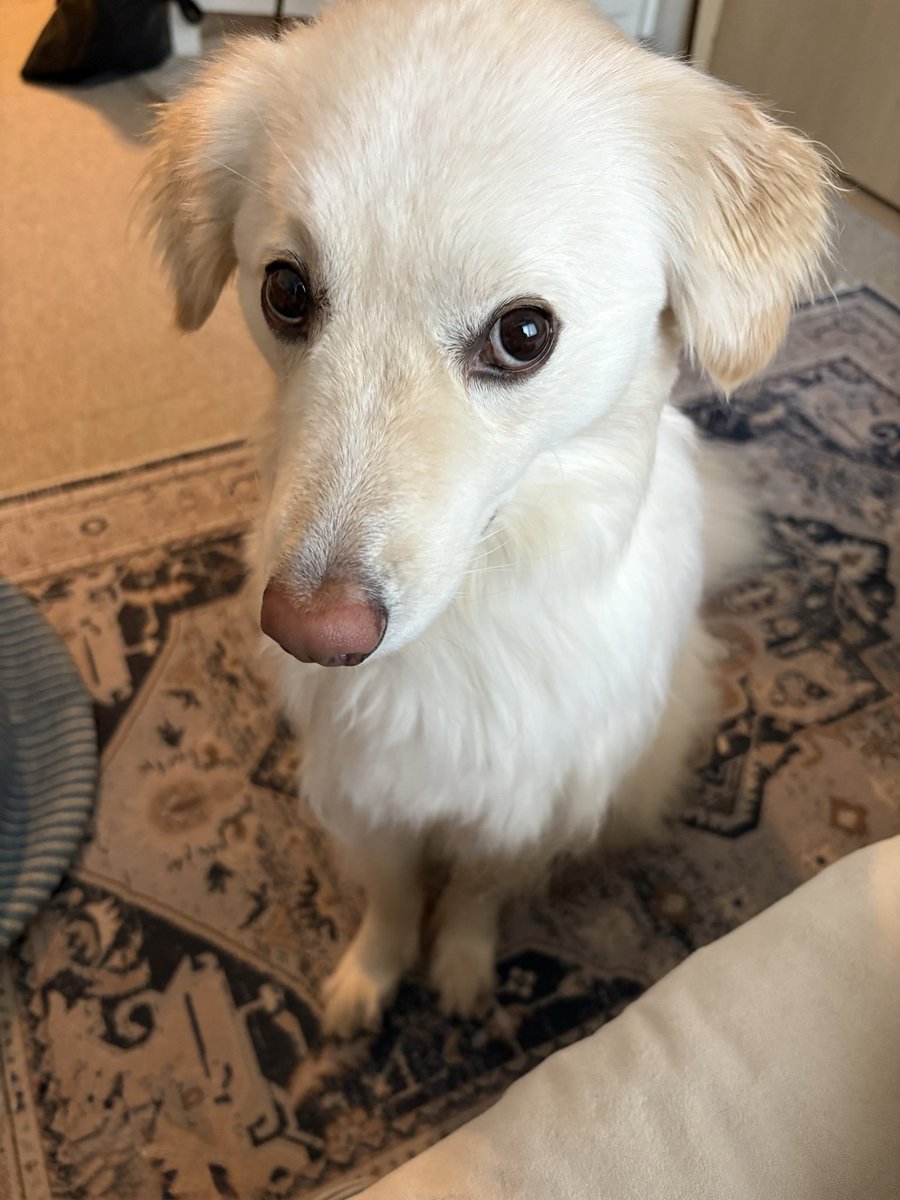 usucha_inu's tweet photo. 念入りに撫でられて細くなっちゃった今日の犬。かわいいね https://t.co/U4eobEKTwY