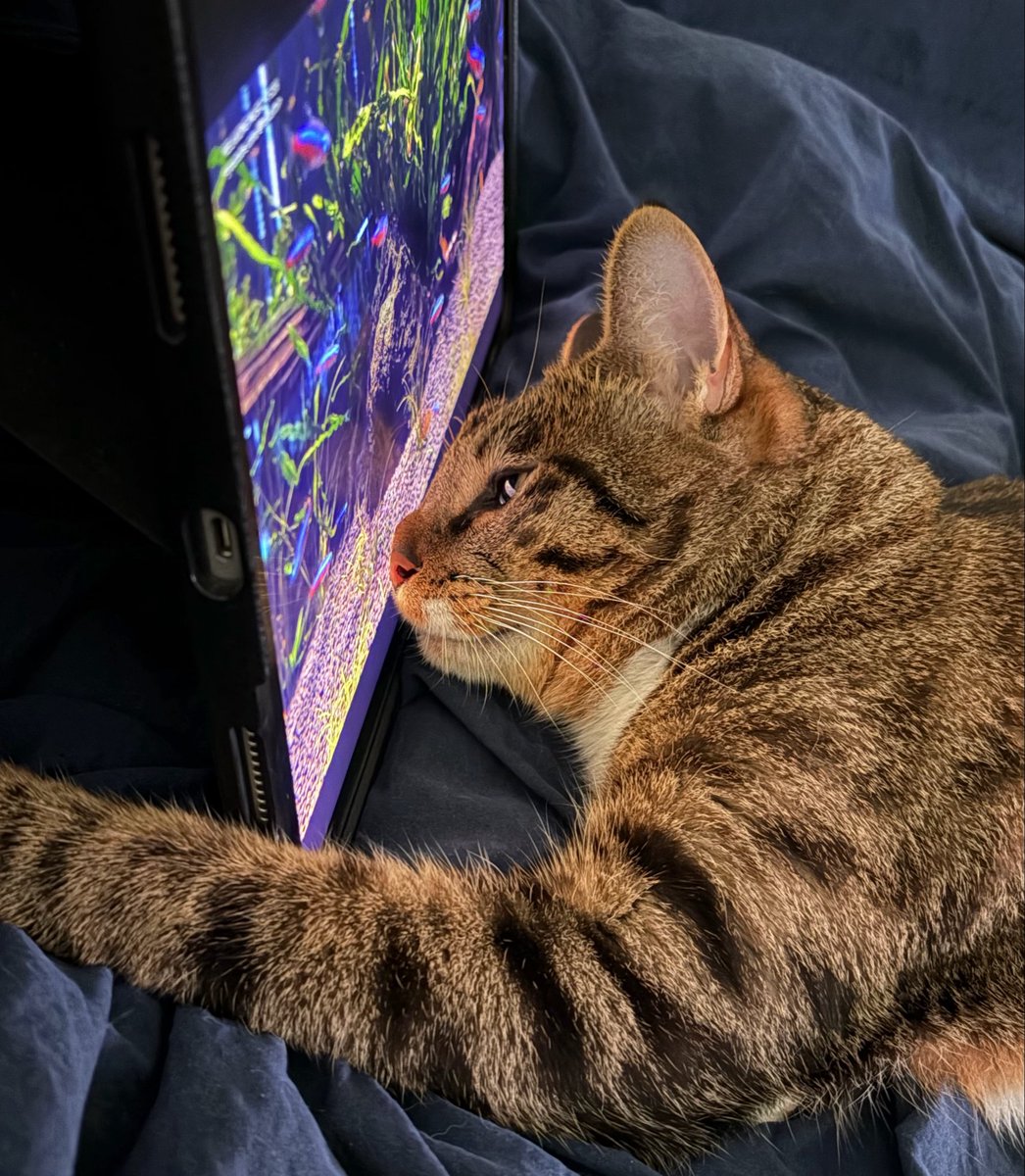 goldbee_theCAT's tweet photo. 사이버 어항을 틀어줬더니 너무 집중해서 코가 다 눌림 https://t.co/Nbg5a5BzhS