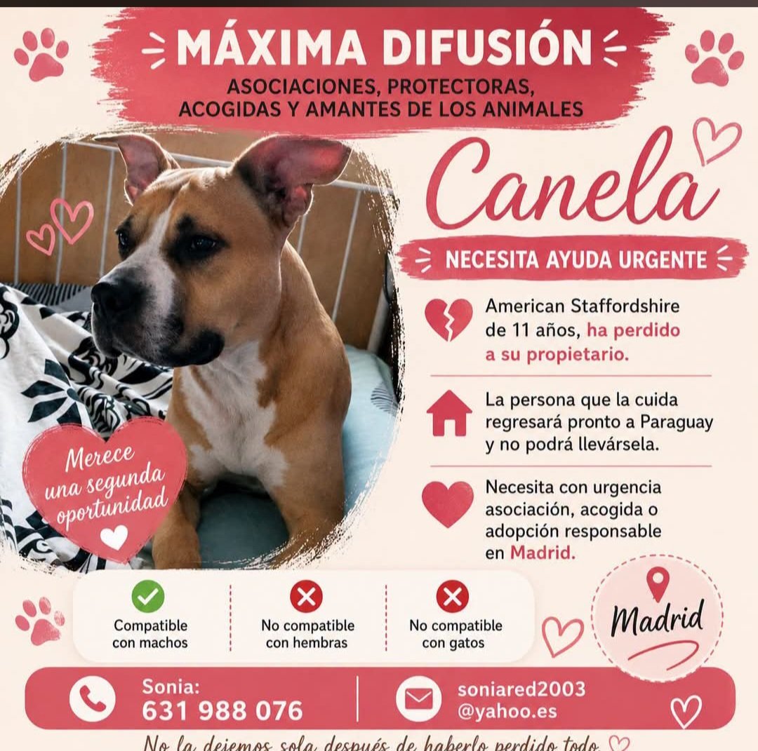 MarioliRm's tweet photo. Madrid
La situacion de Canela es critica😥,su dueño murio(su pareja se va de España)y el hijo no la saca y la da patadas,no hay derecho😤
Al no salir se hace sus necesidades encima y cobra,es un bucle.
Urge🆘️🙏acogida indefinida o adopcion,si no acaba en la perrera😥
Contacta👇🏼 https://t.co/Vd2oYZCkqF