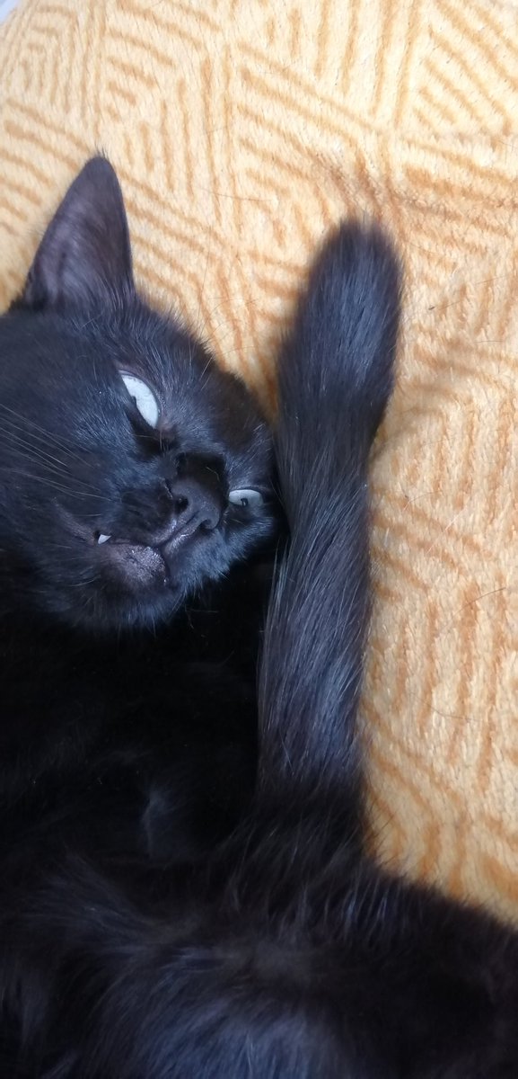 SuzyShou's tweet photo. @magnuminet Beurk, cha pouir 🙀... 😹 https://t.co/yi2r6R3z0b