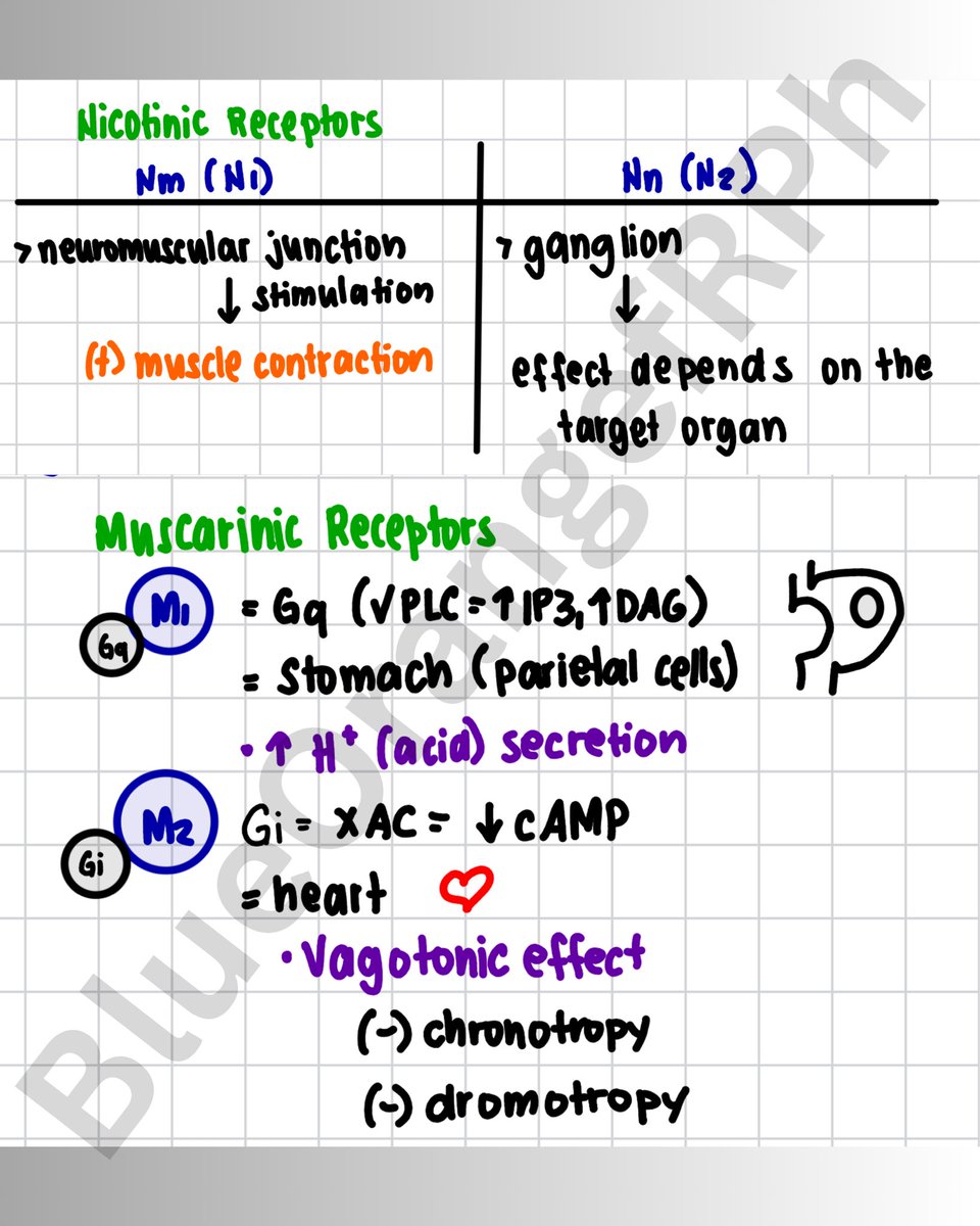 BlueOrangefRPh's tweet photo. MOD 4: Different Adrenergic and Cholinergic Receptors including their G Protein, Location and Response… Stay Dry fRPh/s ♥️
#pharmatwt #fRPh #fRPh2026 #PhLE #PhLE2026 #Pharmacy #Pharmacology https://t.co/Qr11sC5RTL