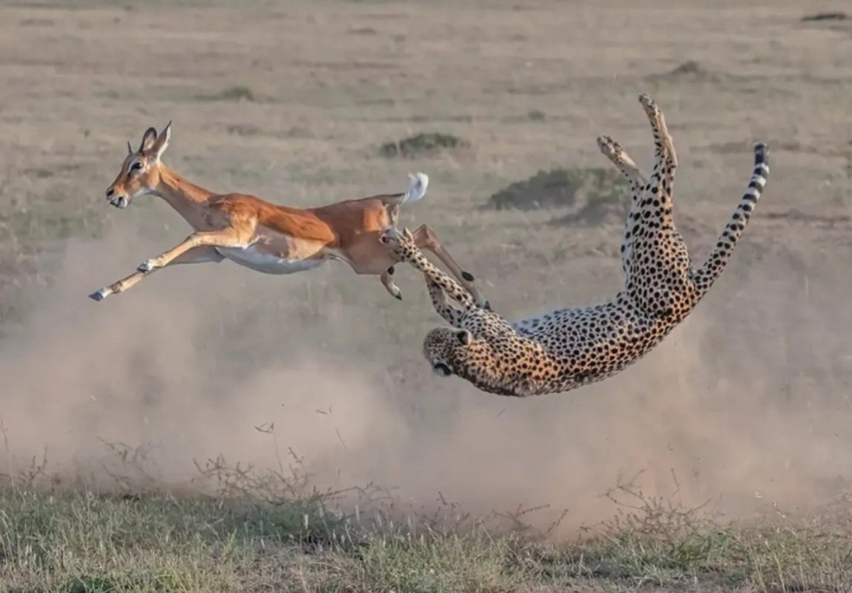 Hana_b30's tweet photo. Cheetah hunting impala by Yi Liu https://t.co/3Q0syvtJHI