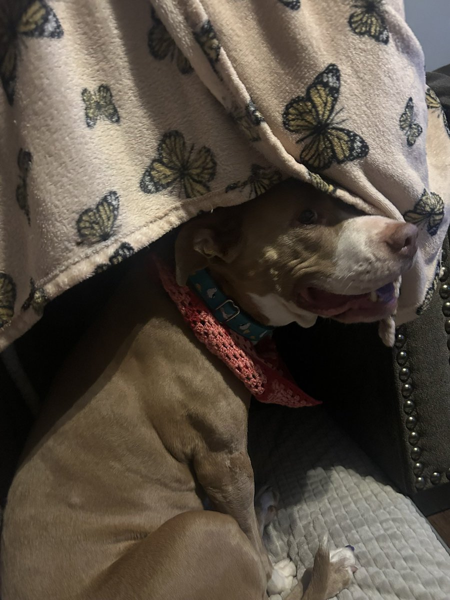 pumpkinpiepit's tweet photo. Had to hide in my fort during the scary storms yesterday!!!! https://t.co/UCod52eap2