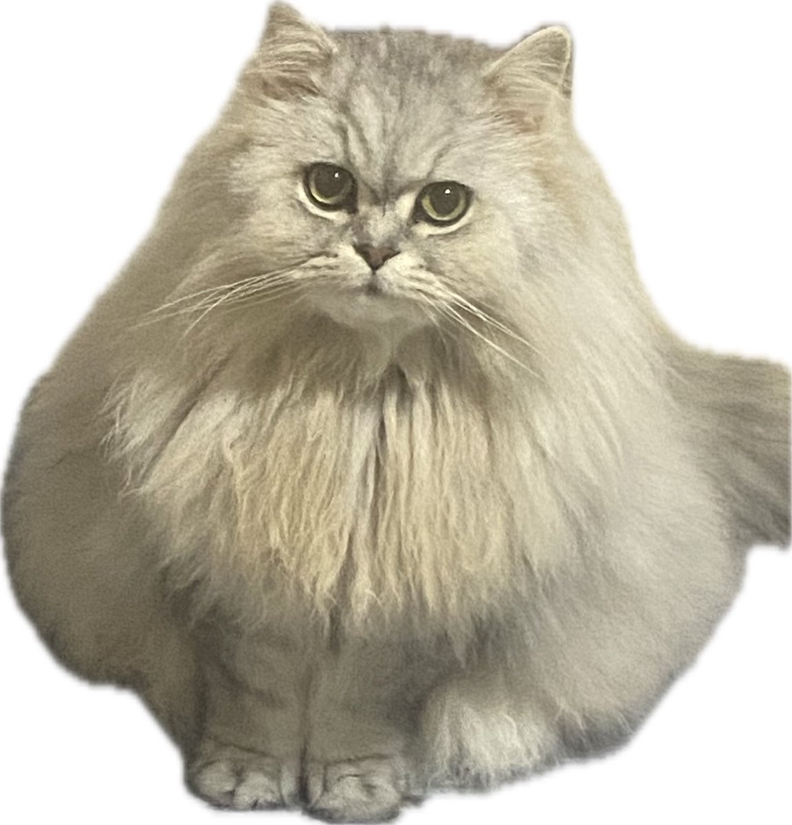 nyandeboon's tweet photo. なんか業者のアカウントみたいになってる気がする。業者じゃないです。猫好きのデブです。 https://t.co/8F0DVtNXCv