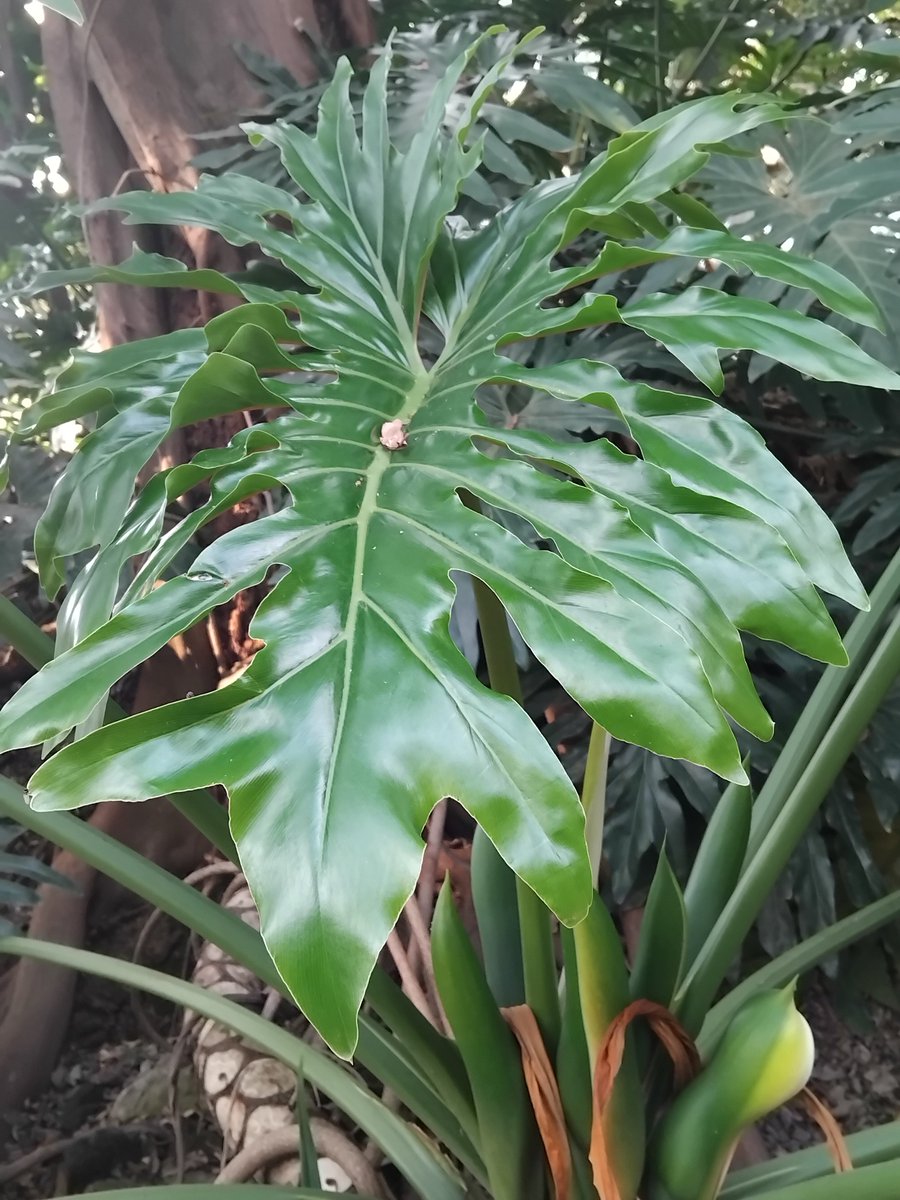 everythngplants's tweet photo. Life inspires art 🎨 ✨️ 🪴
@AffordableArtKE (2025) https://t.co/k8Oz9XQ6Jy