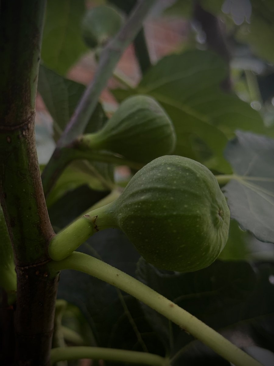 MANSOORNABI12's tweet photo. A taste of Kashmir in every bite. 💚

From sun-kissed vineyards to walnut trees and sweet figs, nature’s finest harvest is here.

Which fruit is your favorite? https://t.co/aCCnHxy292