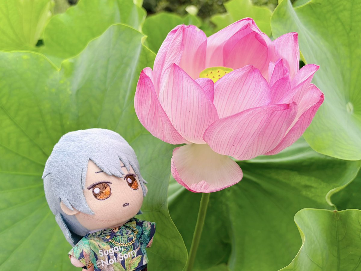 silent_vein's tweet photo. 🪷

#金曜ぬいNight https://t.co/jf4M0SoUM9