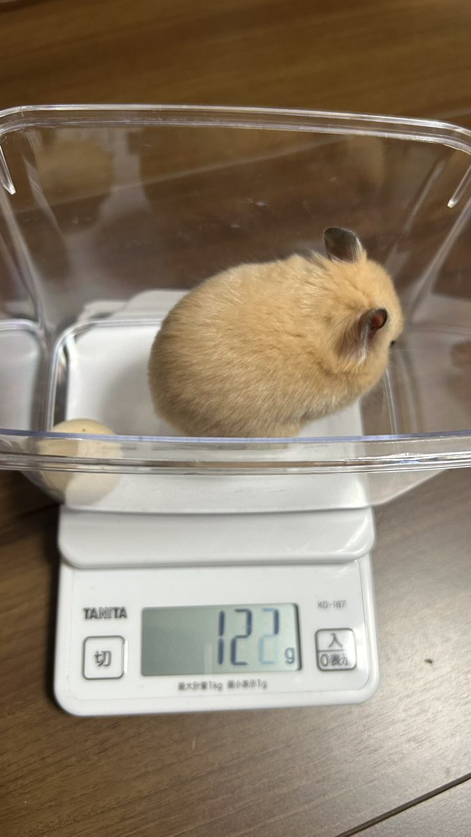 ぼんてん🐹 tweet media