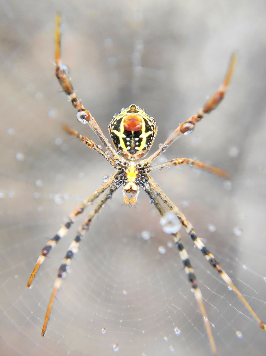 MagicPestCntrl's tweet photo. How Many Widow Spiders Exist In Arizona https://t.co/3ycojh4d6i https://t.co/xxlGnYkBce