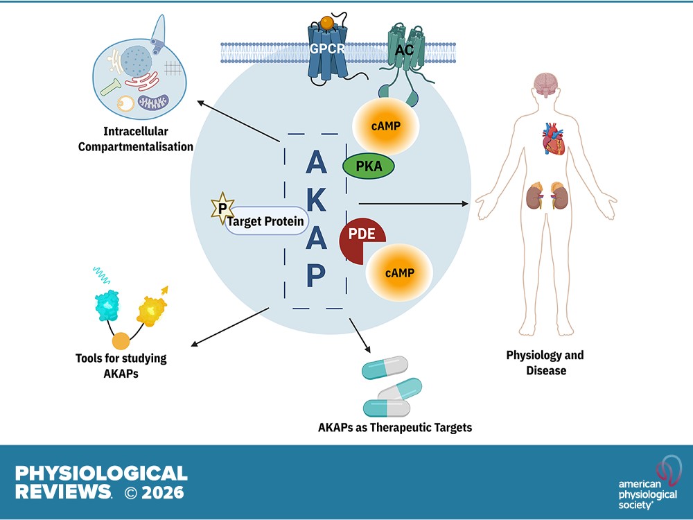 physiolrev's tweet photo. Review Article by Friedrich W. Herberg et al., AKAP signaling: physiological and pathophysiological roles and opportunities for novel therapeutic concepts
🖱️ https://t.co/T5zCdLEYnK
#cAMP #ProteinKinaseA #Compartmentalization
@mdc-berlin.bsky.soc https://t.co/v99n2FJZsz