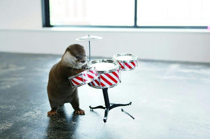 In_Otter_News2's tweet photo. Steve is \*trying \* to learn the drums. 
Steve is trying his best. https://t.co/Qp19WOMCv8