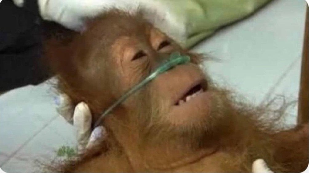 Culnelkakuru's tweet photo. Nurse; Any last wish!? 
Me; Ndagakumabiina 😂
Men will be Men https://t.co/249p3Ou1gb