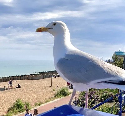 K8Carine's tweet photo. @DailyPicTheme2 Seaside resident surveys the scene for unsuspecting visitors with ice-creams: biding its time, picking its target… 🍦
#DailyPictureTheme
#Seagull
#HerringGull
#StealthAttack https://t.co/DPSv2WknHL