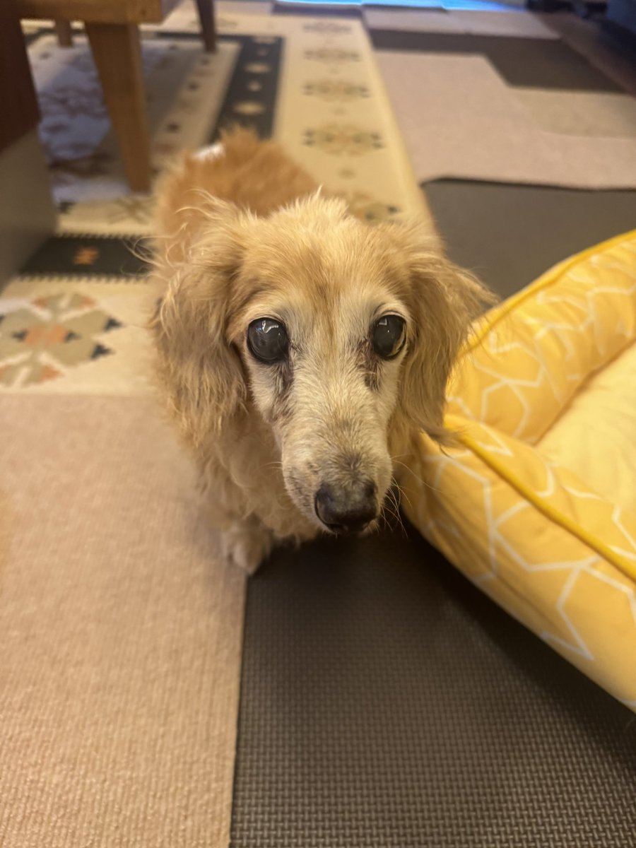4zul56's tweet photo. 実家のおばあちゃん犬がうちに遊びにきた
長生きしてな https://t.co/TfOrzSac1o