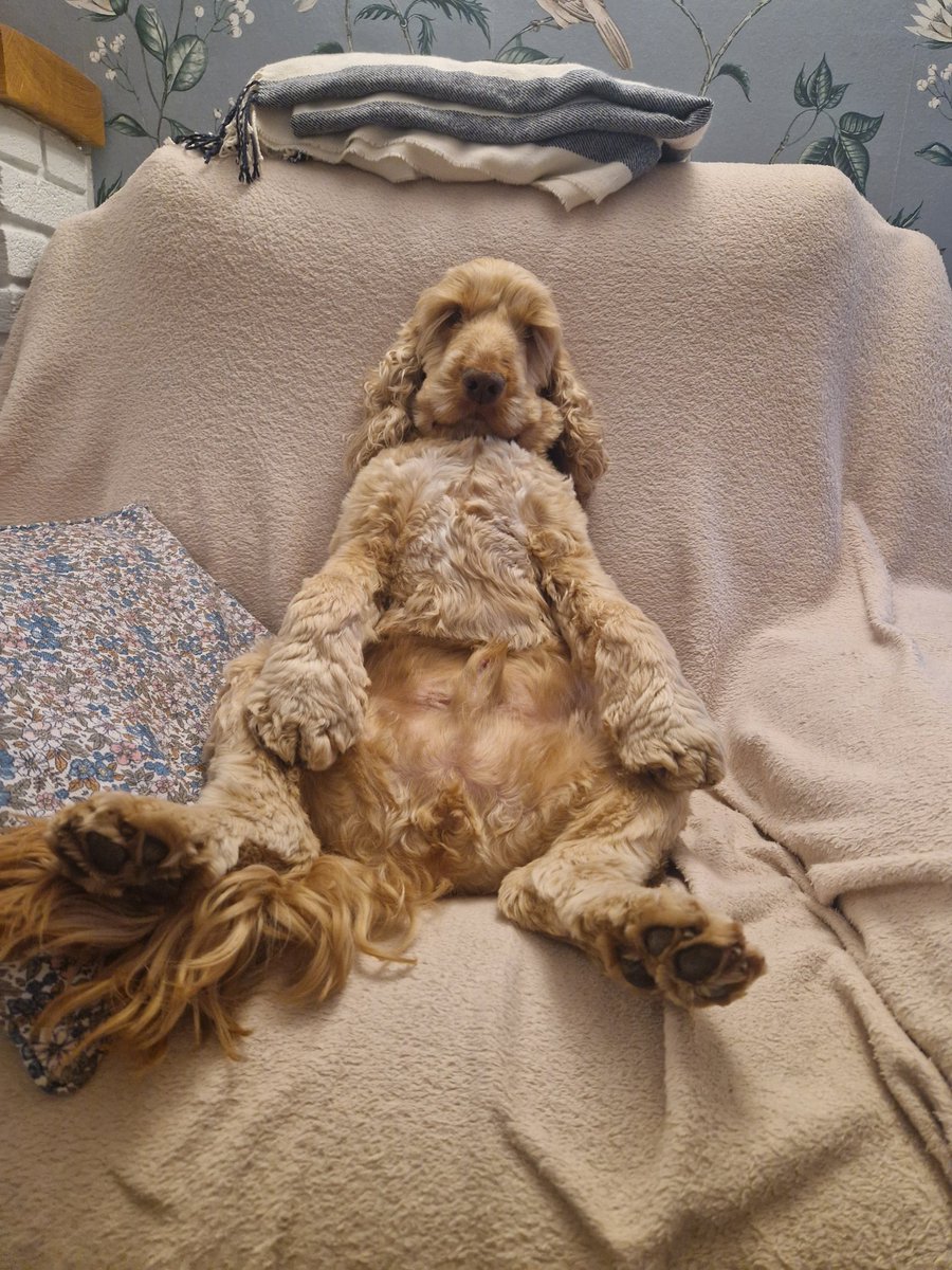 DeborahElleray's tweet photo. @JustMissEmma This is Nacho.  A fellow Addison's sufferer.  Get well soon! https://t.co/ebdnYJOPNd