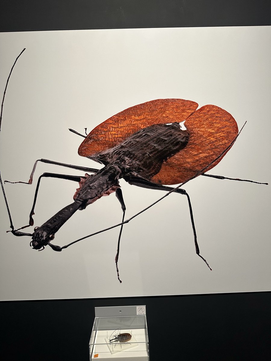 sho51arm's tweet photo. 豊田市博物館で養老孟司先生の「虫展」が明日から開催されます。

本日、ひと足先に開催された内覧会にお邪魔してきました。小檜山賢二氏の深度合成技法による虫たちの拡大写真のパネルは美しさと生命の力強さを感じさせて隅々までじっくりと時間をかけて見入ってしまいました。 https://t.co/V72Im3k6BS