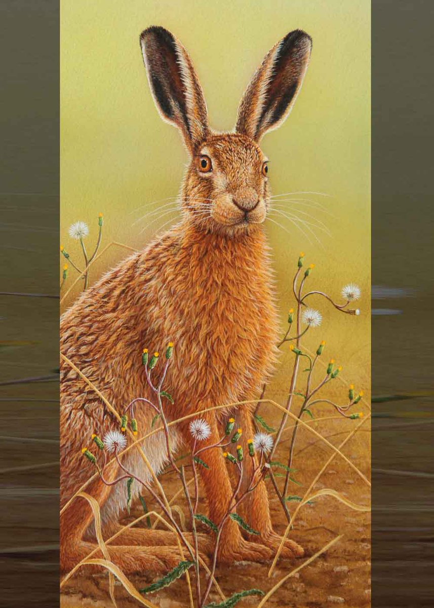 RobertEFuller's tweet photo. Hare in Mayweed🖌️
My painting of a hare against a dry backdrop feels in keeping with the heat we are experiencing here🌞
Hope you are managing to stay cool where you are.
Limited edition art print, 15 x 31cm https://t.co/Cgf7RSCFlz