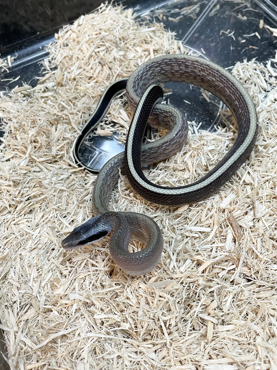 WorldCharm47's tweet photo. 7月11日、7月12日
🦎東京レプタイルズワールド2026🦎
出展致します！！

たくさんの生体を持っていきますので
御来場の方は是非〜World Charm〜
ブースまで遊びに来て貰えたら嬉しいです😊😊

それではまた明日👋 https://t.co/VV4HP2poJG