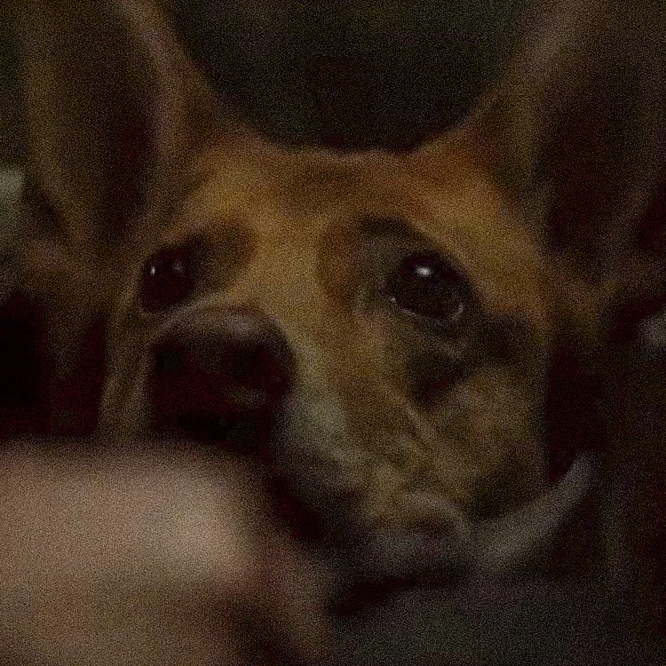 hauntedvhsgirl's tweet photo. The dog in Evil Dead Burn deserved better. That’s the post. 😭🖤 https://t.co/IrVBHhEKl3