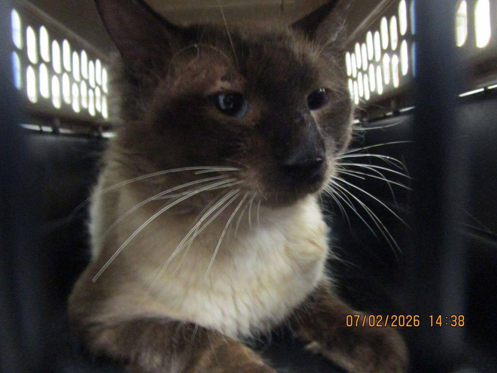 cobbkitties's tweet photo. 🆘 EUTHANASIA IMMINENT 🆘 BEAUTIFUL SEAL POINT 6 YEAR OLD BOY ‼️ ADOPTION OR RESCUE ‼️ 

This intact male came in with lots of missing hair and scabs/wounds. It is unclear if these are in fact wounds or if it’s an environmental allergy or something else.… https://t.co/nHBeEiJeFB https://t.co/asl1Eg7X6S
