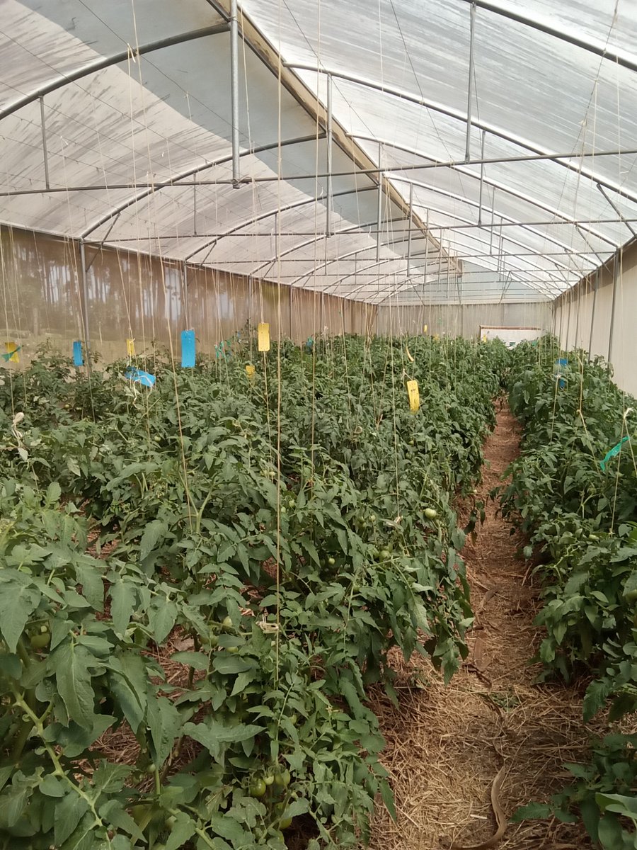 MarkMarklule2's tweet photo. In the event climate change, you stay in control of your Farm. No need to loose your supply contracts we can construct Green house for You!  Walk your farming journey with Laser Farm solutions https://t.co/19fTBn3kNc.. https://t.co/oTfsEWdBzV