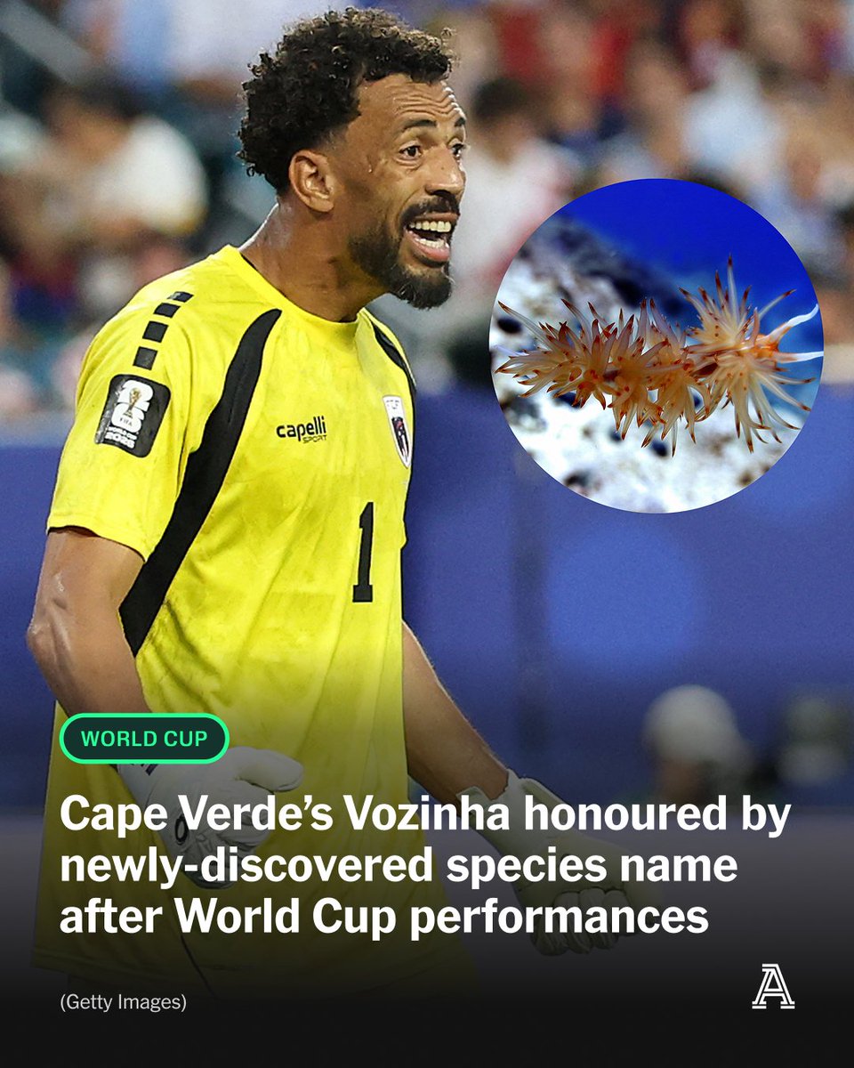 TheAthleticFC's tweet photo. Vozinha was one of the standout performers in this summer’s World Cup, and now the Cape Verde goalkeeper has been recognised by having a newly-discovered species named in his honour.

A new species of marine mollusk has been named after the 40-year-old by Spanish researcher Jesus Ortea.

Ortea made the discovery of the new species — a small sea slug of red appearance and about four millimeters that was, until his published work, unknown by science — and has named it Aldisa vozinhai (in English, Vozinha’s sea slug).

📝 @Millar_Colin 

🔗 https://t.co/VbJBVRNBgv