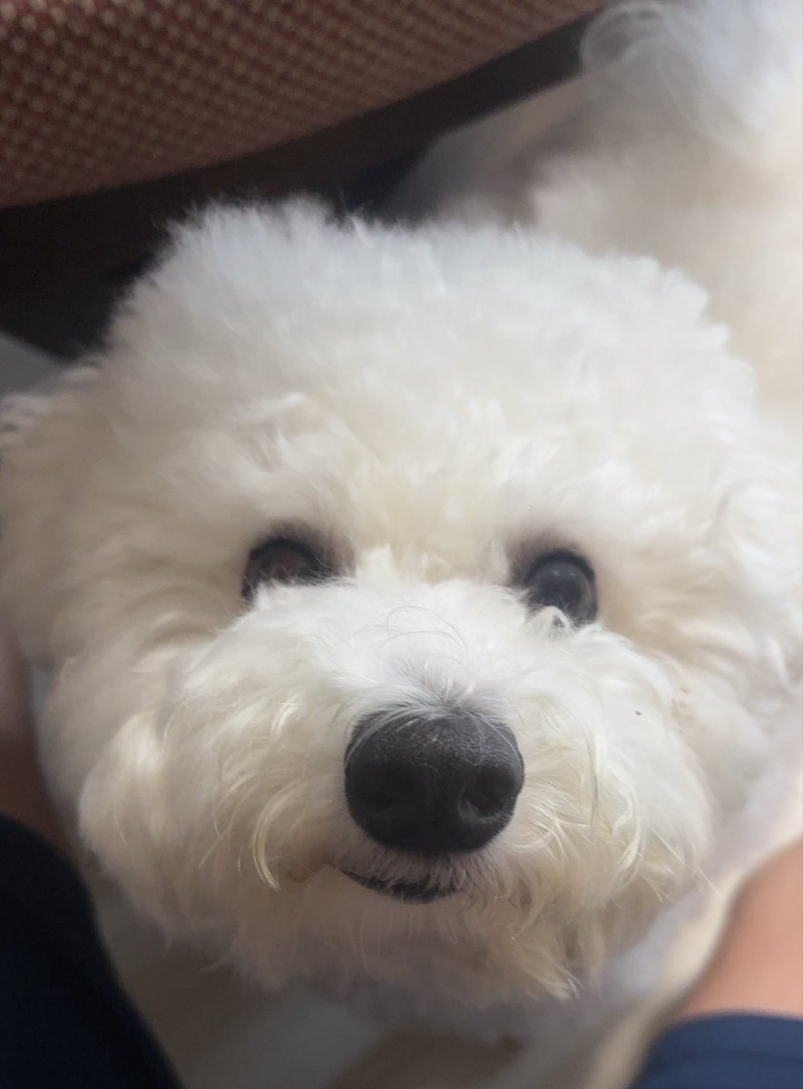 Popochandiary's tweet photo. こちらをじーっと見つめています https://t.co/jCYiERT0zm