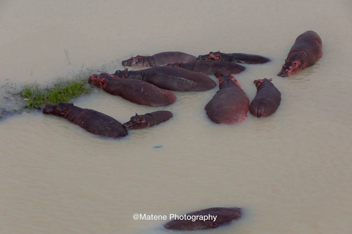 BandeInfo1's tweet photo. Ce vendredi matin, le fleuve Chari a dévoilé l’un de ses géants  
Une scène de vie exceptionnelle capturée par @MatenePhotography 📸  
#Tchad #Chari #MatenePhotography2026
@BandeInfo1 https://t.co/6ddDciQvPm