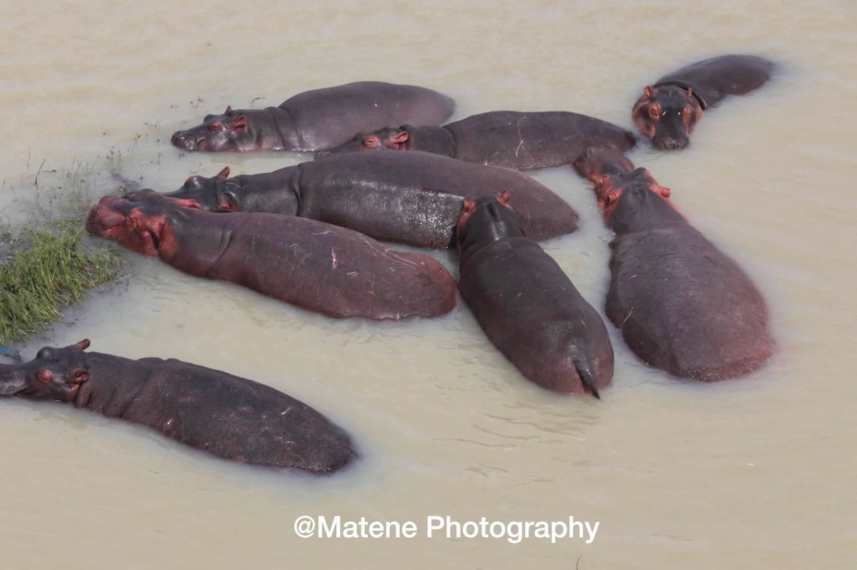 BandeInfo1's tweet photo. Ce vendredi matin, le fleuve Chari a dévoilé l’un de ses géants  
Une scène de vie exceptionnelle capturée par @MatenePhotography 📸  
#Tchad #Chari #MatenePhotography2026
@BandeInfo1 https://t.co/6ddDciQvPm